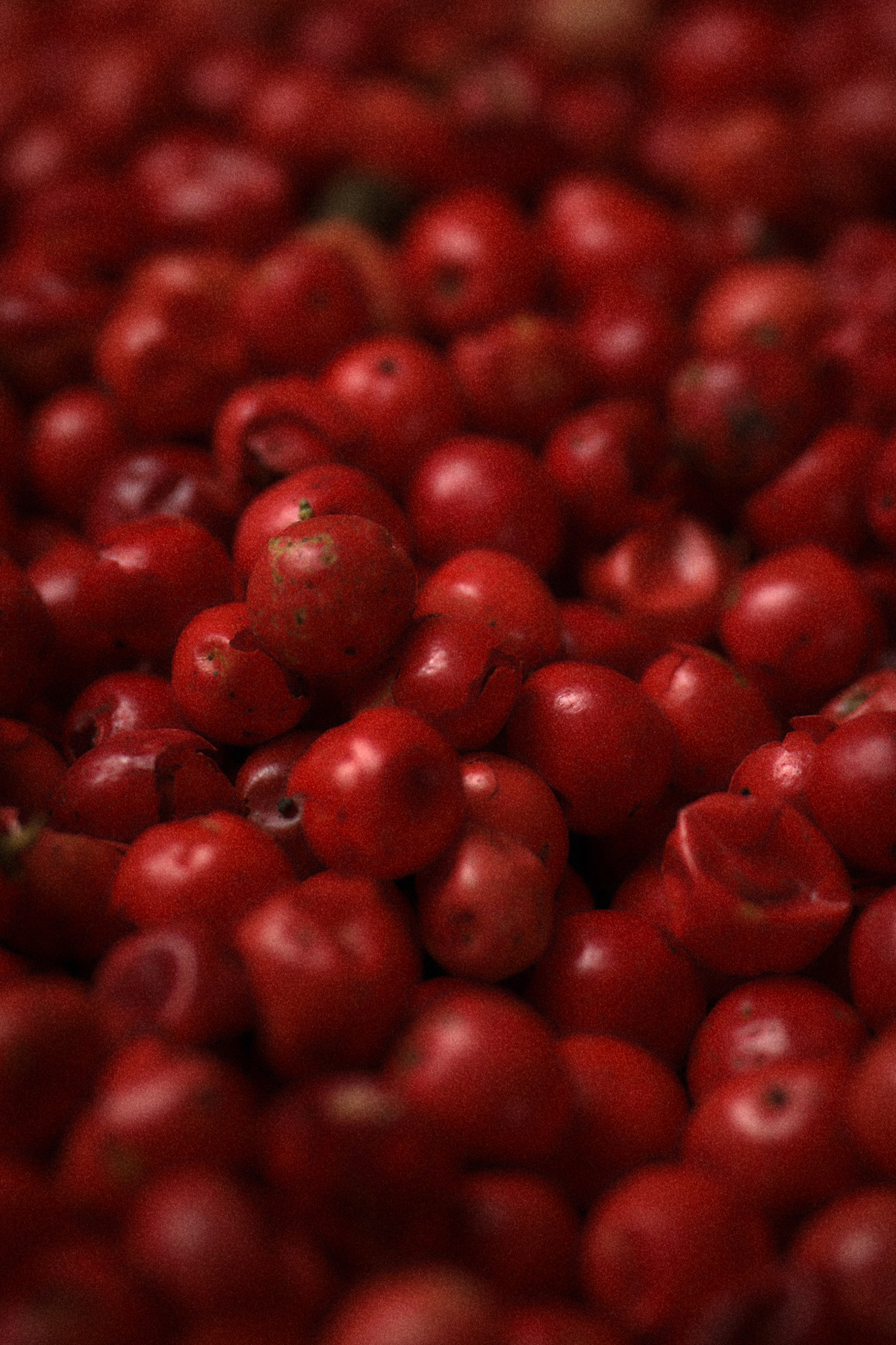 Asmin Kadın Parfüm, Tesettür Giyim