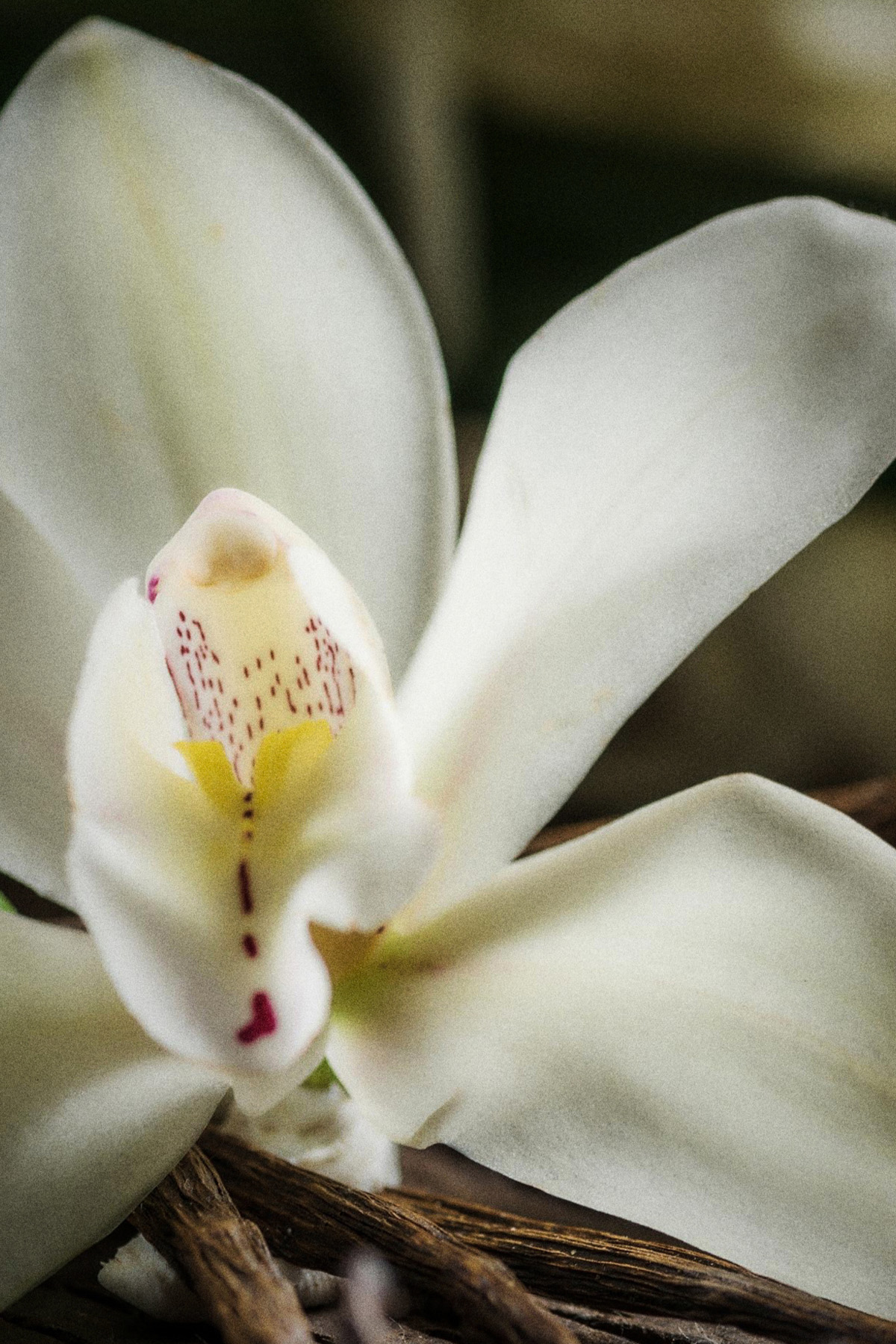 Asmin Kadın Parfüm, Tesettür Giyim