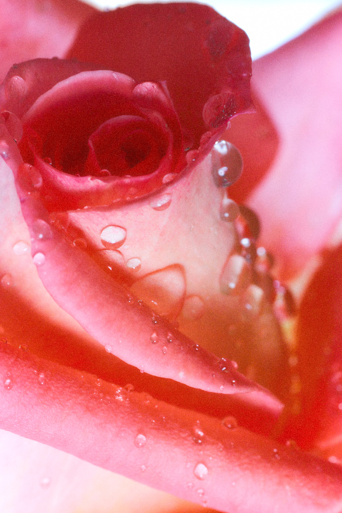 Lasif Kadın Parfüm, Tesettür Giyim