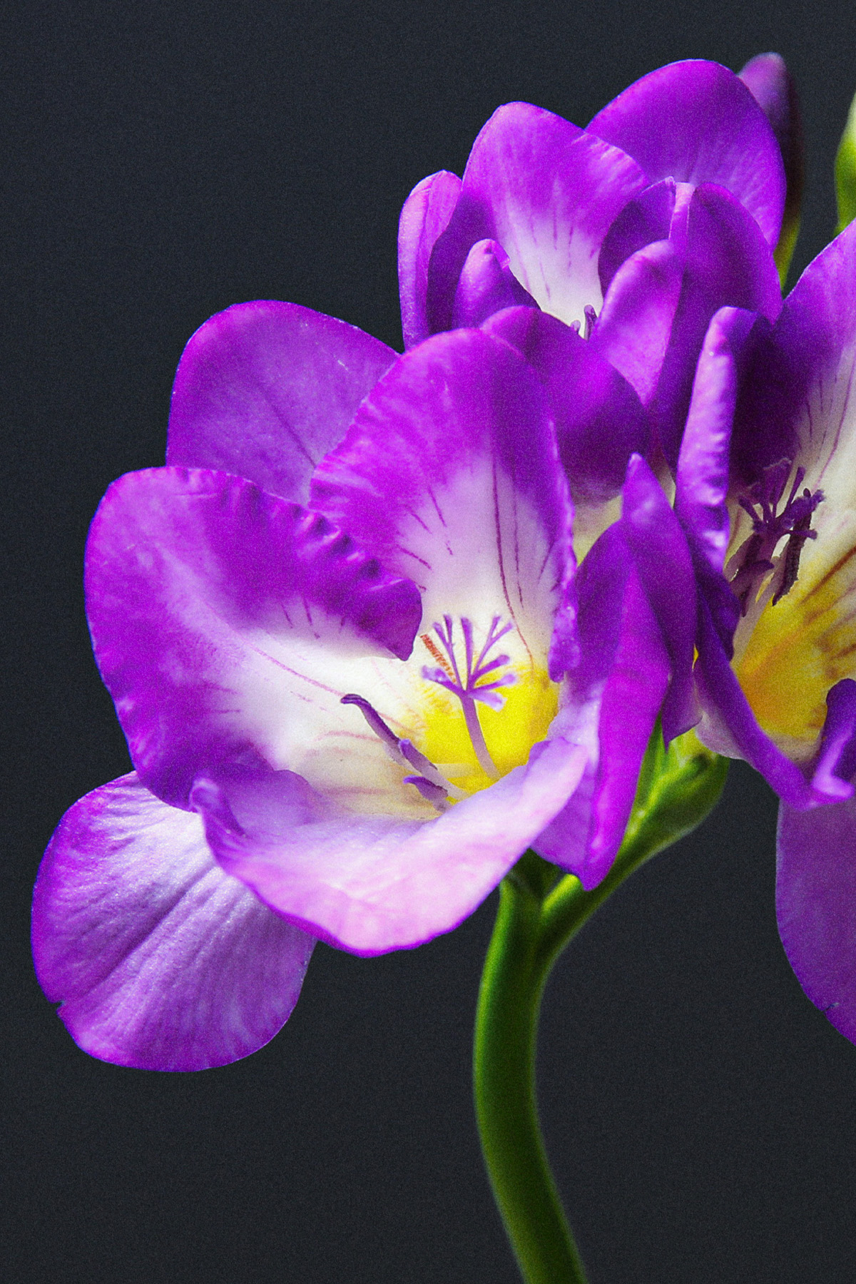 Şima Kadın Parfümü, Tesettür Giyim