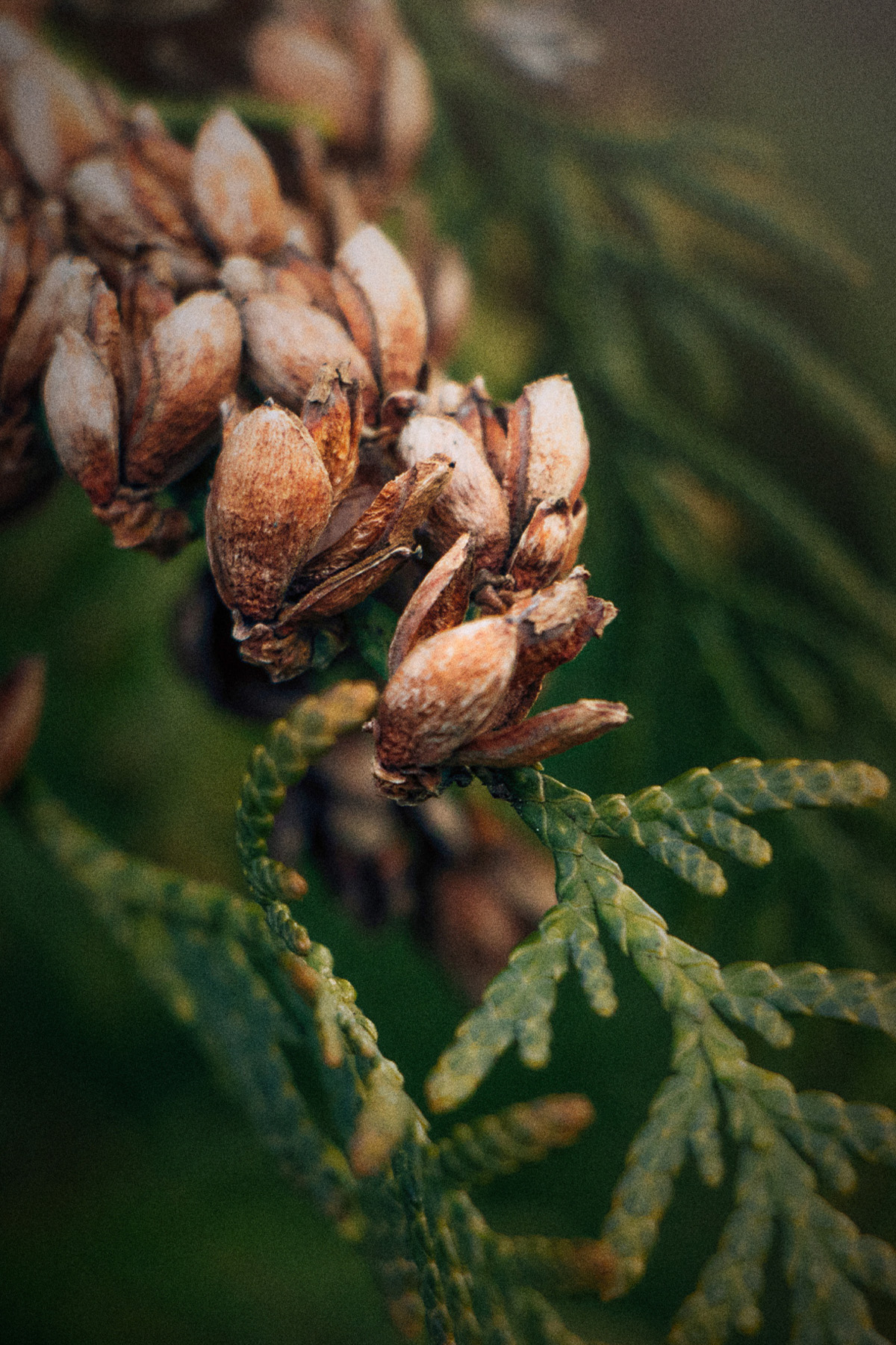 Şima Kadın Parfümü, Tesettür Giyim